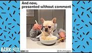 FUNNY DOG MEME COMPILATION!!! | BARKBOX