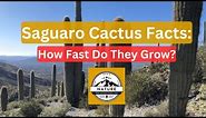 Saguaro Cactus Facts: How Fast Do They Grow?