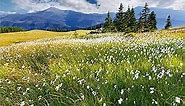 Baocicco 9x6ft Vinyl Summer Landscape Backdrops for Photography Background Blooming Flower Mountain Landscape Grass Field Vacation Holiday Party Backdrop Children Adults Portraits Photo Studio