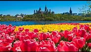 Canadian Tulip Festival - Ottawa