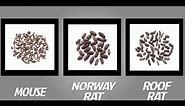 How to Identify Mice and Rats | TOMCAT | Scotts Miracle-Gro Canada