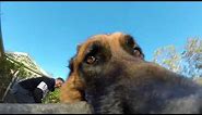 Mischievous Dog Refuses to Give GoPro Back