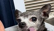 Chihuahua tongue out. #chihu #chihuahuastiktok #fyp #foryoupage #tongue #oldlady #wannaseesomethingcool #dog #funny #meme #special #tongueout #lol
