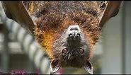 Lubee Bat Conservatory and The Fruit (Flying Fox) Bat