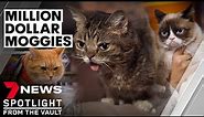 Grumpy Cat, Lil Bub and Bob: the million dollar moggies earning plenty of cash | 7NEWS Spotlight