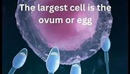 Largest and the Smallest Human Cell | Human Body 101| Human Body Facts #biologyexams4u #humanbody