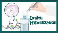 In-situ hybridization: Technique to detect mRNA localization || application of situ hybridization