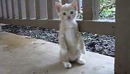 Kitten standing on two feet only