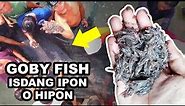 Goby Fish Fishing in Philippines | Panghuhuli ng Isdang Ipon o "Hipon" | Traditional Village Fishing