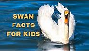 Swan Facts for Kids | Animal facts for kids