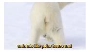 Arctic & Antarctic Camouflage 🌨️ Polar Bears #wildlife
