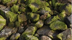 How to Rid Moss From Dirt and Rocks