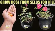 How To Grow Rose From Seed | SEED TO FLOWER