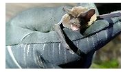 Bats (Rat Bats) of Jamaica Tadarida brasiliensis aka #MexicanFreeTailedBat #BrazilianFreeTailedBat is one of the 21 species of bats found in Jamaica. It eats insects &is one of the abundant mammals in North America. #Roostersworldja | Roosters World