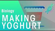 Making Yoghurt | Health | Biology | FuseSchool