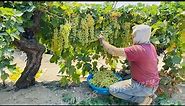 How US Farmers Harvested 5.9 Million Tons Of Grapes - US Farming