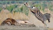 POWERFUL KICK OF ZEBRA TO LIONESS TO DEFEND ANOTHER ZEBRA