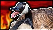 why canadian geese should go extinct
