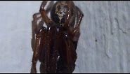 False Widow Spider UK - Skull Marking - Steatoda nobilis - London