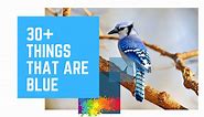 Things That Are Blue | Learning Colors for Kids | 30  Blue Things