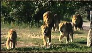 African Lion Safari 2010 TV Commercial