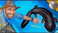 BIGGEST Salamander in Japan!