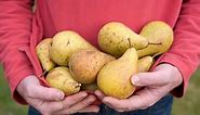How to prune espalier pears