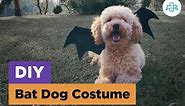 How to make a HALLOWEEN Bat Costume to your Dog | DIY