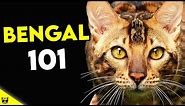 Must Watch BEFORE Getting a BENGAL CAT | Bengal Cat 101