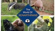 The Mind Blowing World of The Xenarthrans | Animal facts by Roy