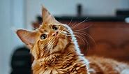 Orange Maine Coon - The Ultimate Guide