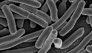 Bacteria – good, bad and ugly