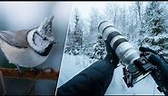 POV Nature Photography - Winter Birds & Wildlife