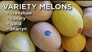 Produce Beat: Variety Melons - Crenshaw, Canary, Galia, Sharlyn