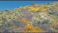 Wildflowers in the Mojave Desert (Spring 2023)