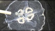 Jellyfish and Anemone Anatomy (Cnidaria)