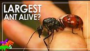 Largest Ant In The World? – Giant Forest Ant | Animals EXPLAINED