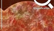 Apple in x1000 Magnification