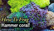 How To Frag Hammer Coral