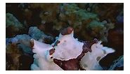 Ever wondered how a frog fish yawns? 🥱😀 📸@jack.satriadi #frogfish #yawn #scuba #scubadive #scubadiving #ssi #gilit #gilitrawangan #mantadivegilit #mantadiveshop #nightdive #marinelife #underwaterphotography #underwater #fish #oceans #oceanlover #dive #diver | Manta Dive Gili Trawangan