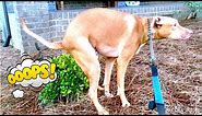 Funny Dog Poop Video 3!! *WARNING GRAPHIC CONTENT*