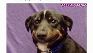 This Dog Looks Like You and Your Anxiety-Ridden Self