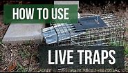 How To Use Live Traps (4 Easy Steps)
