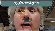 Freeze drying mini gummy worms.