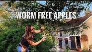 DO THIS for no more wormy organic apples / Homemade apple maggot, coddling moth trap