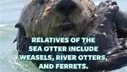 Did you know? Sea Otter Edition