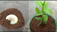 How to grow guava tree faster