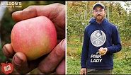 Pink Lady (Cripps Pink) Apples | Bite Size