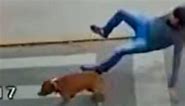 Videos y memes de perro que “atropelló” a hombre se hizo viral en las redes