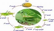 Grasshopper Life Cycle - 3 Stages & Unique Characteristics - Learn About Nature